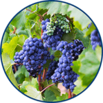 French Grape (image)